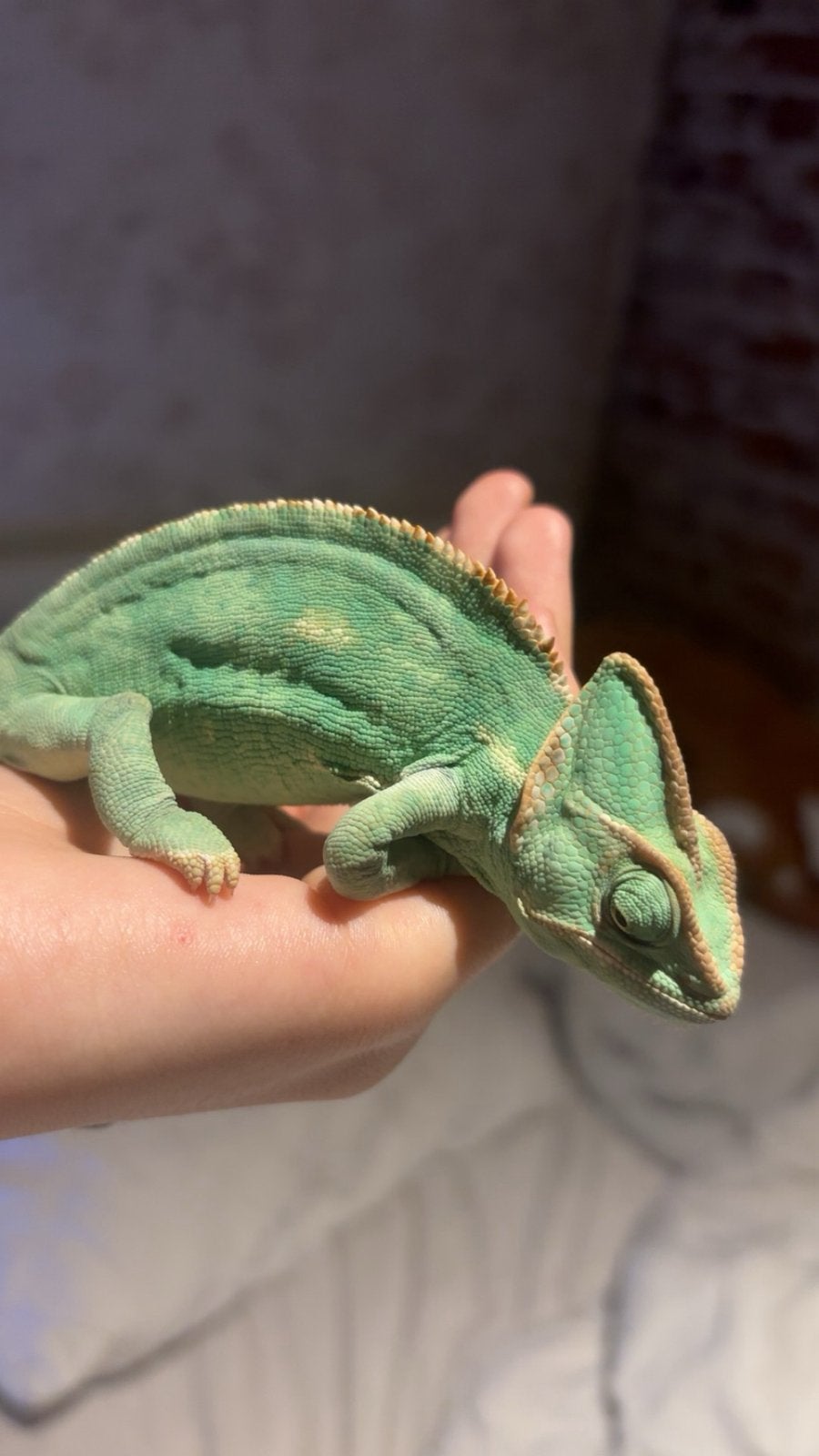 Cameleon Yemen gewoon het reptiel, Dieren en Toebehoren, Reptielen en Amfibieën, Overige soorten, Met terrarium, 0 tot 2 jaar