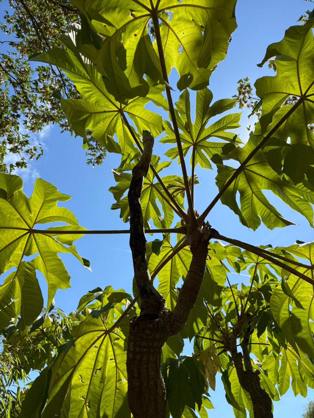 Tetrapanax papyrifera ‘Sterodial Giant’, Tuin en Terras, Volle zon, Vaste plant, Herfst, Ophalen