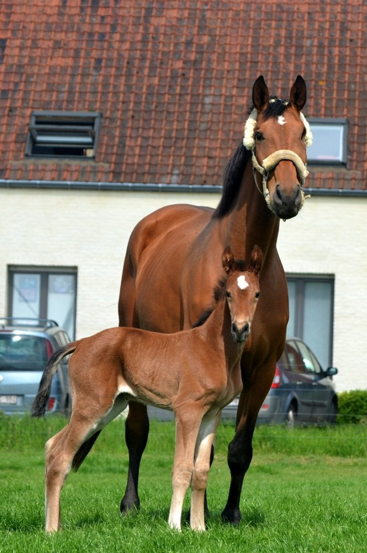 Fokmerrie Thunder vd zuuthoeve x Quintus, Dieren en Toebehoren, Paarden, Merrie