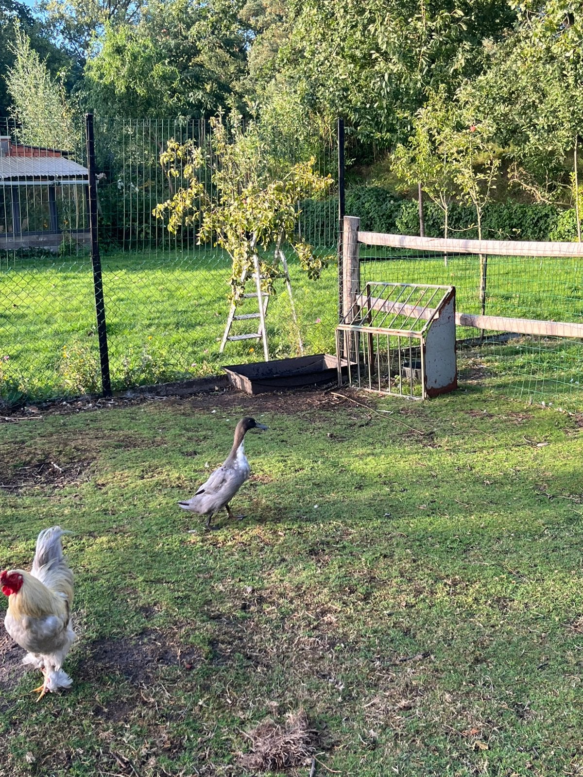 Mannelijke Huttegemse eenden, Dieren en Toebehoren, Eend