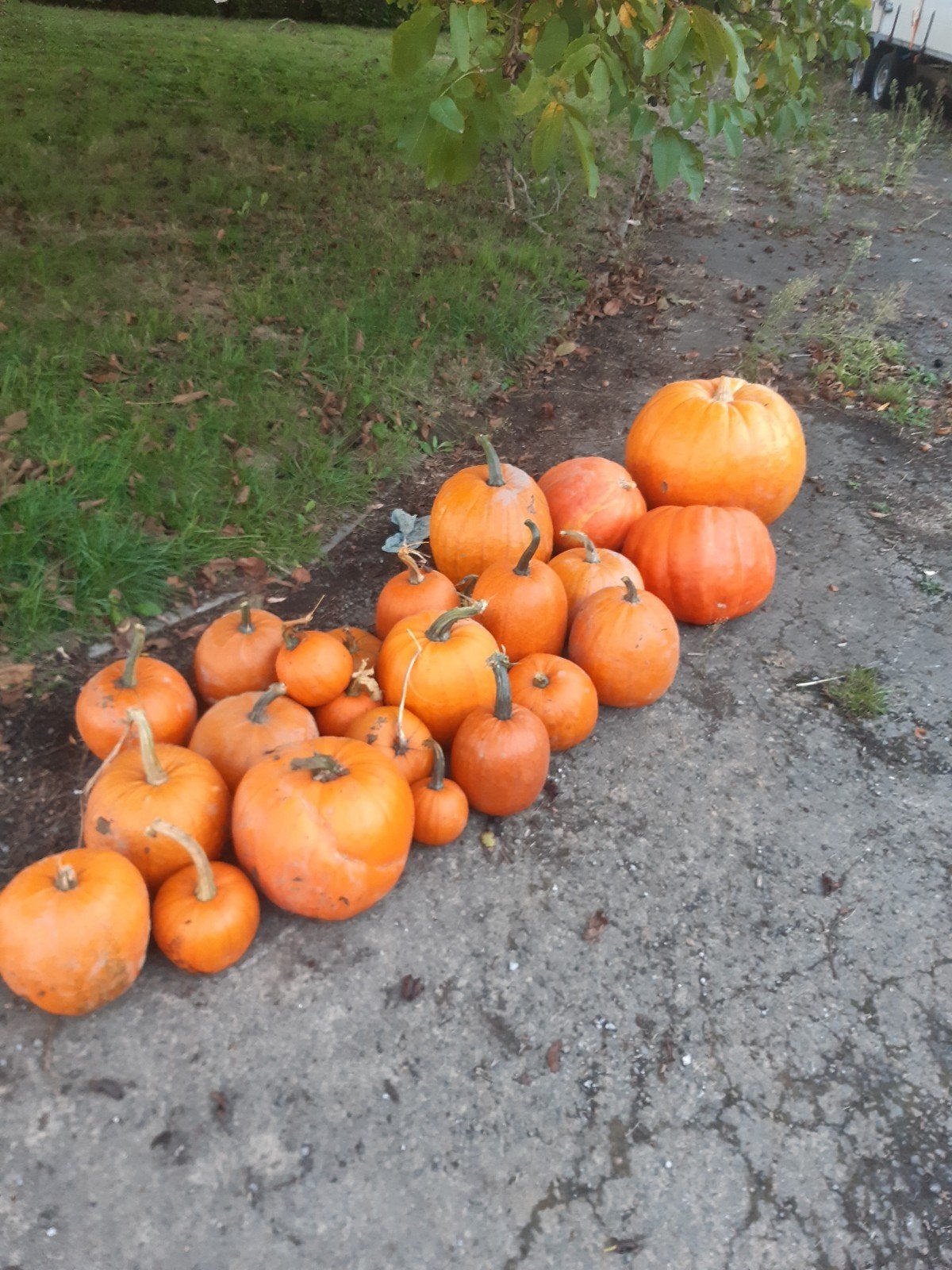 potirons halloween, Diversen, Ophalen of Verzenden