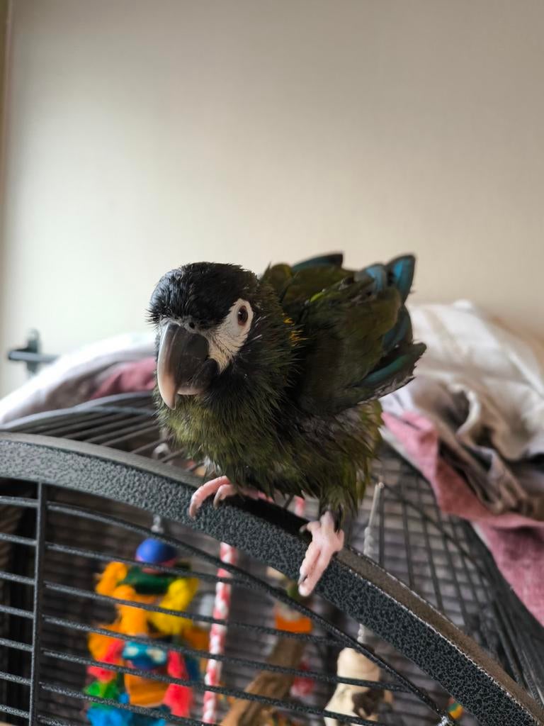 Geelnek ara, Dieren en Toebehoren, Vrouwelijk, Papegaai, Pratend