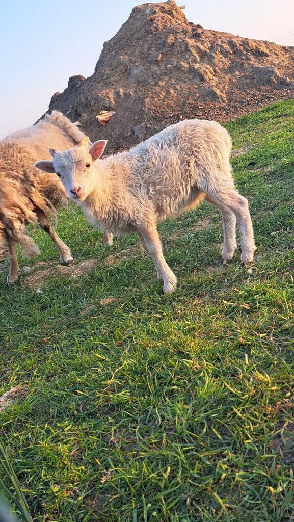 Soay lammetjes, Dieren en Toebehoren