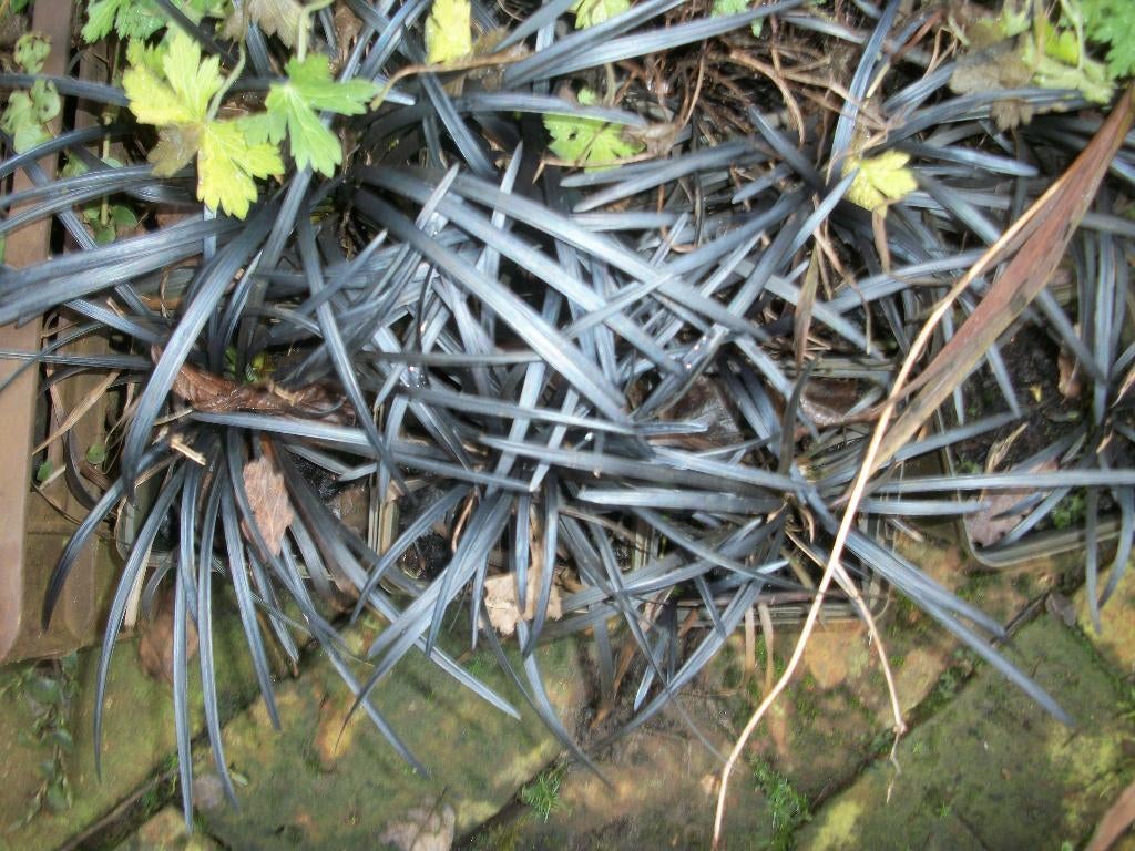 Opiopogon planiscarpus niger of zwart gras en andere grassen, Jardin & Terrasse, Plantes | Jardin, Enlèvement, Plante fixe, Graminées ornementales