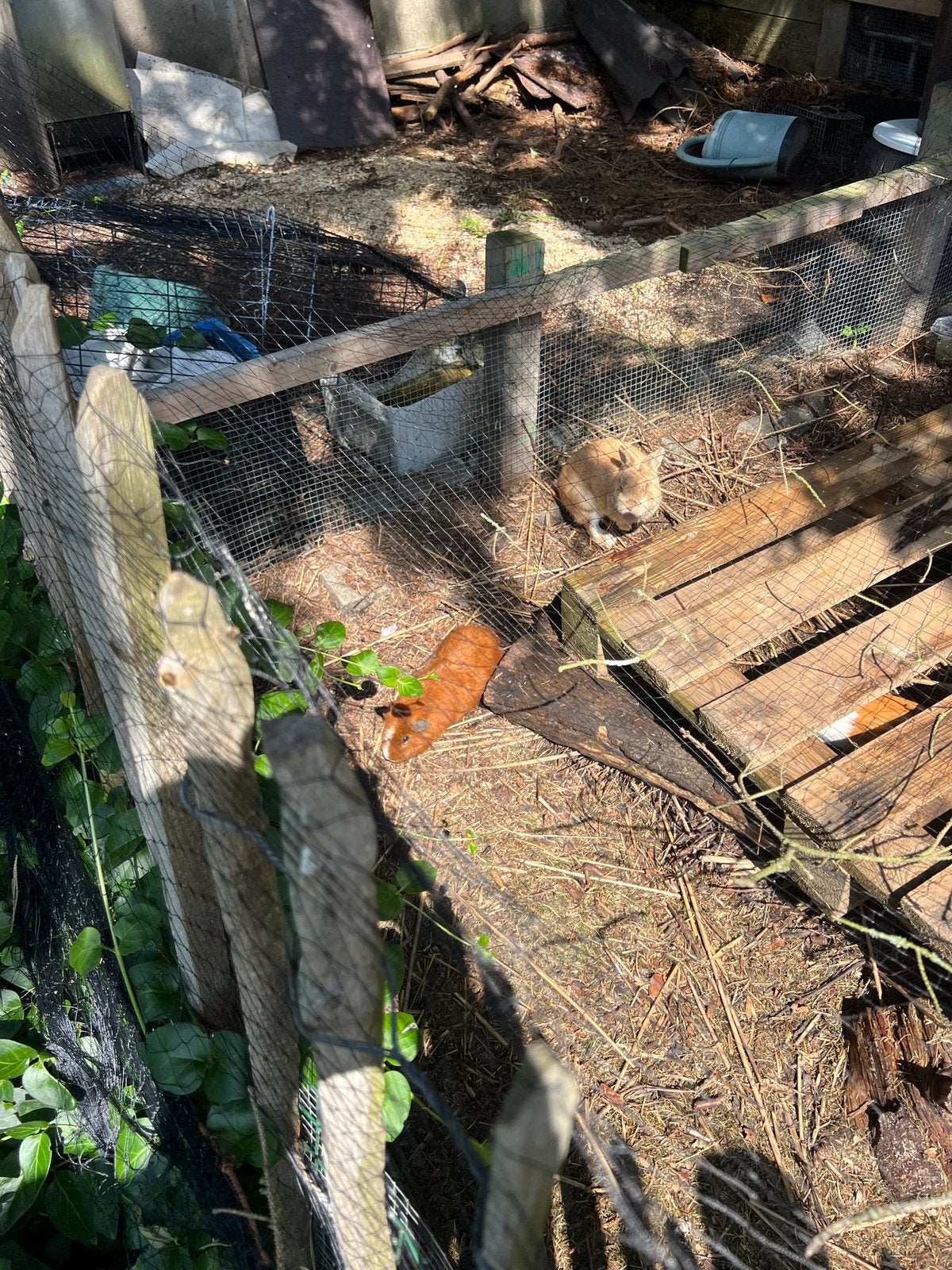 Gratis cavia’s: 2 beer volwassen en 5weken oude, Dieren en Toebehoren, Januari, Meerdere dieren, Cavia