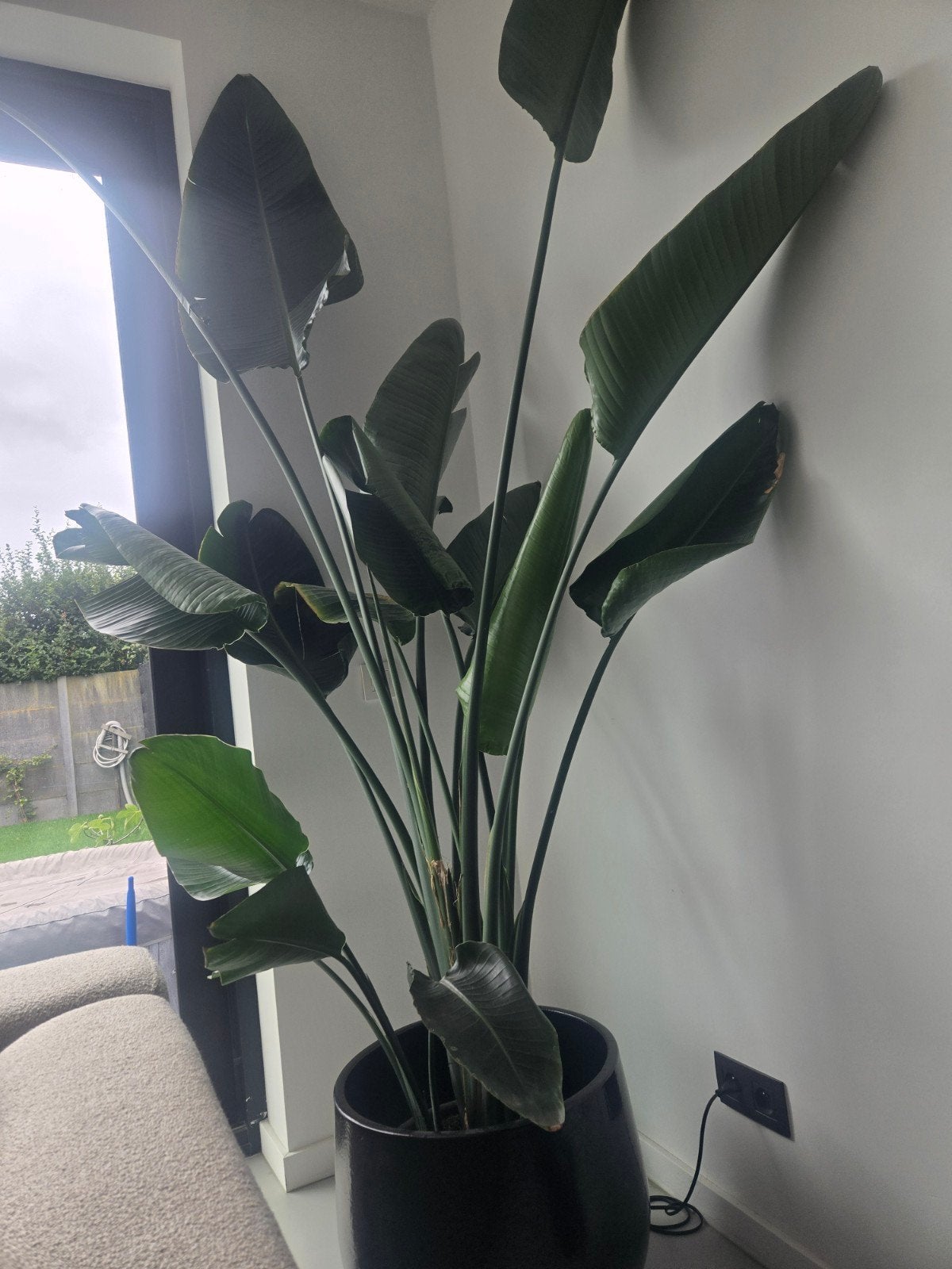 Strelitzia Nicolai- 2,5M hoog, Enlèvement