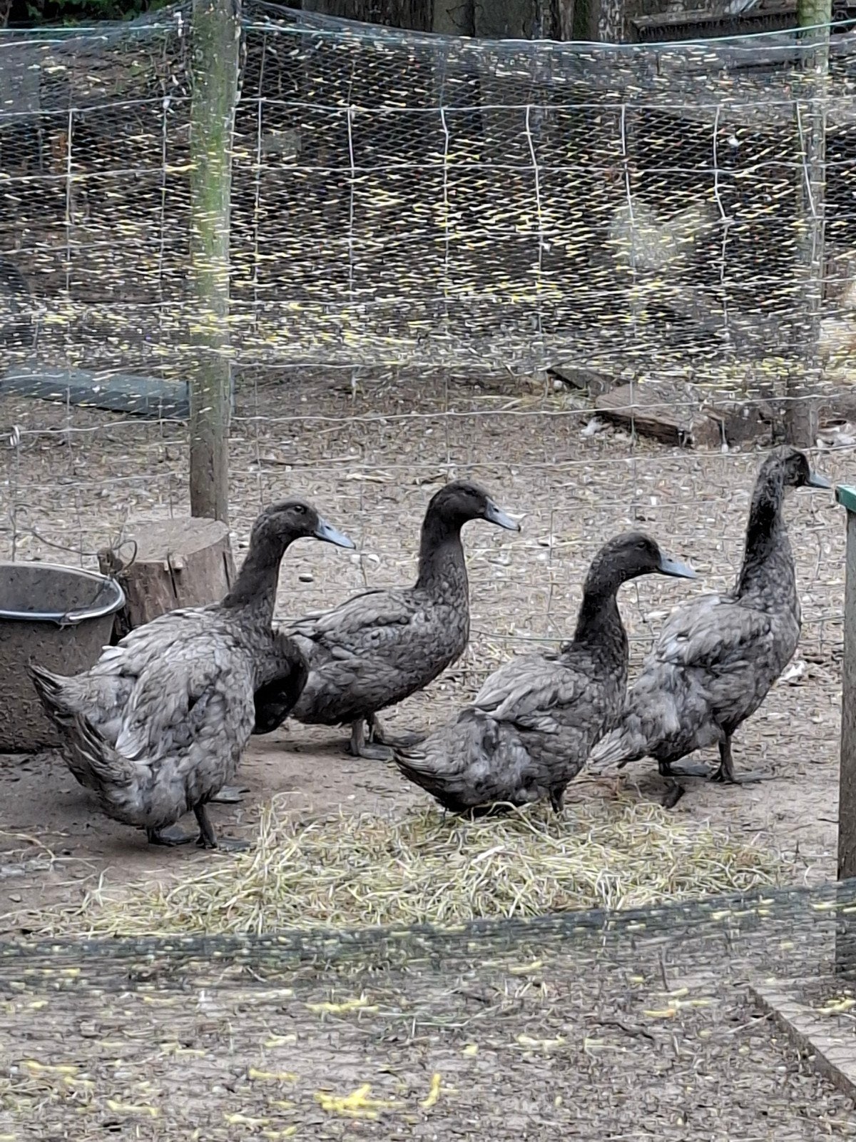 Eenden van Vorst, Dieren en Toebehoren, Pluimvee, Meerdere dieren, Eend