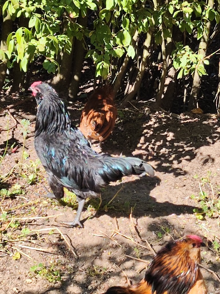 Haantje zwart, Mâle, Poule ou poulet