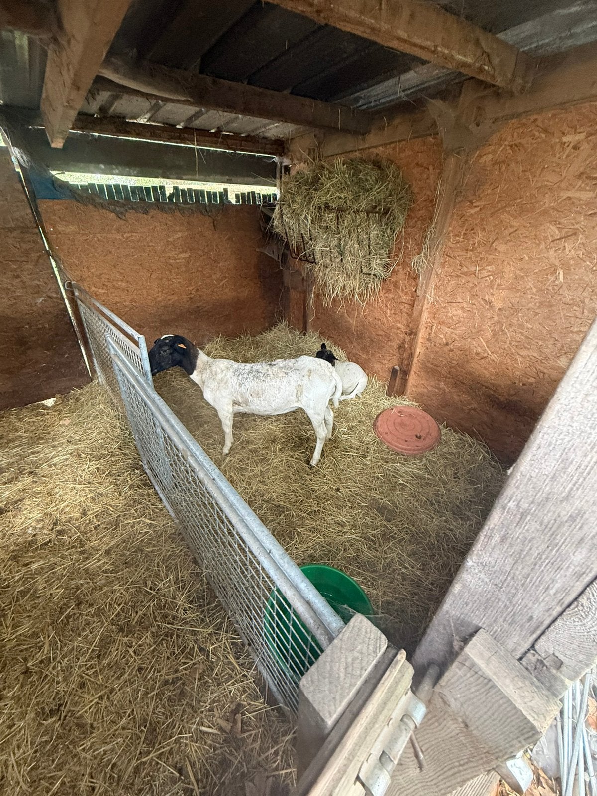 Schapen, Animaux & Accessoires, Plusieurs animaux, Mouton, 3 à 5 ans