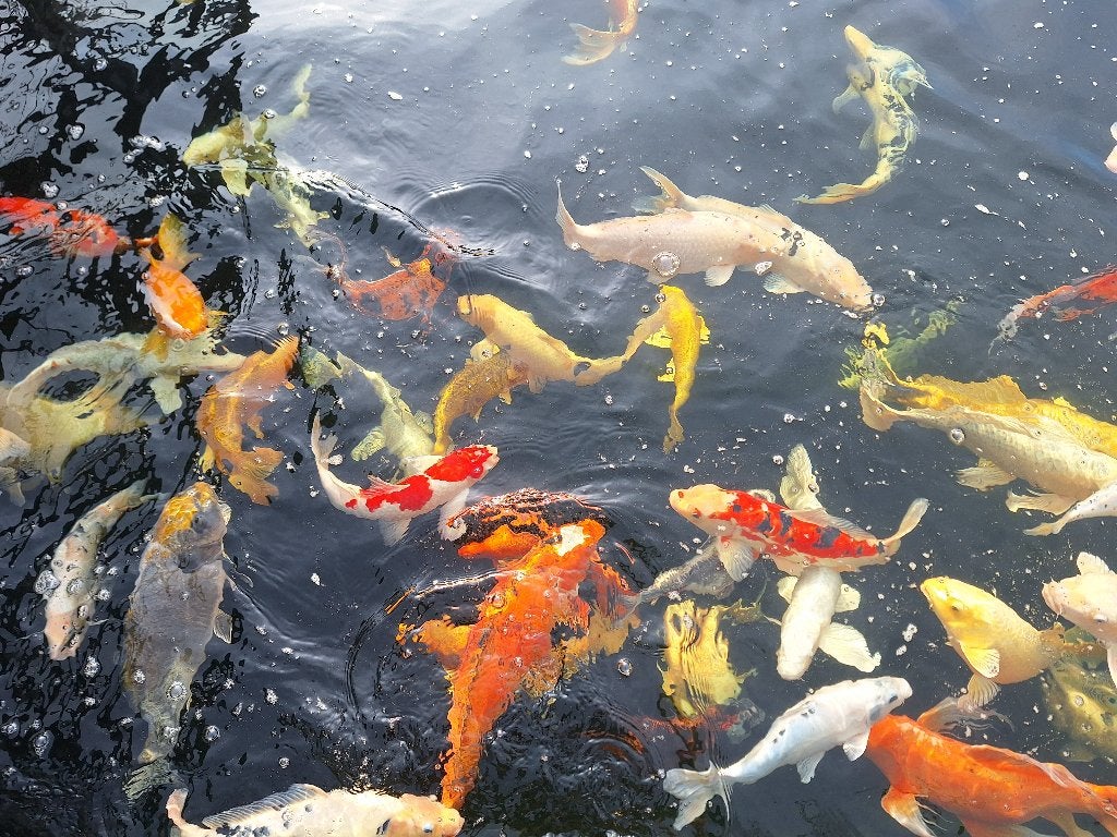 Koi's en steur, Karper of Koi