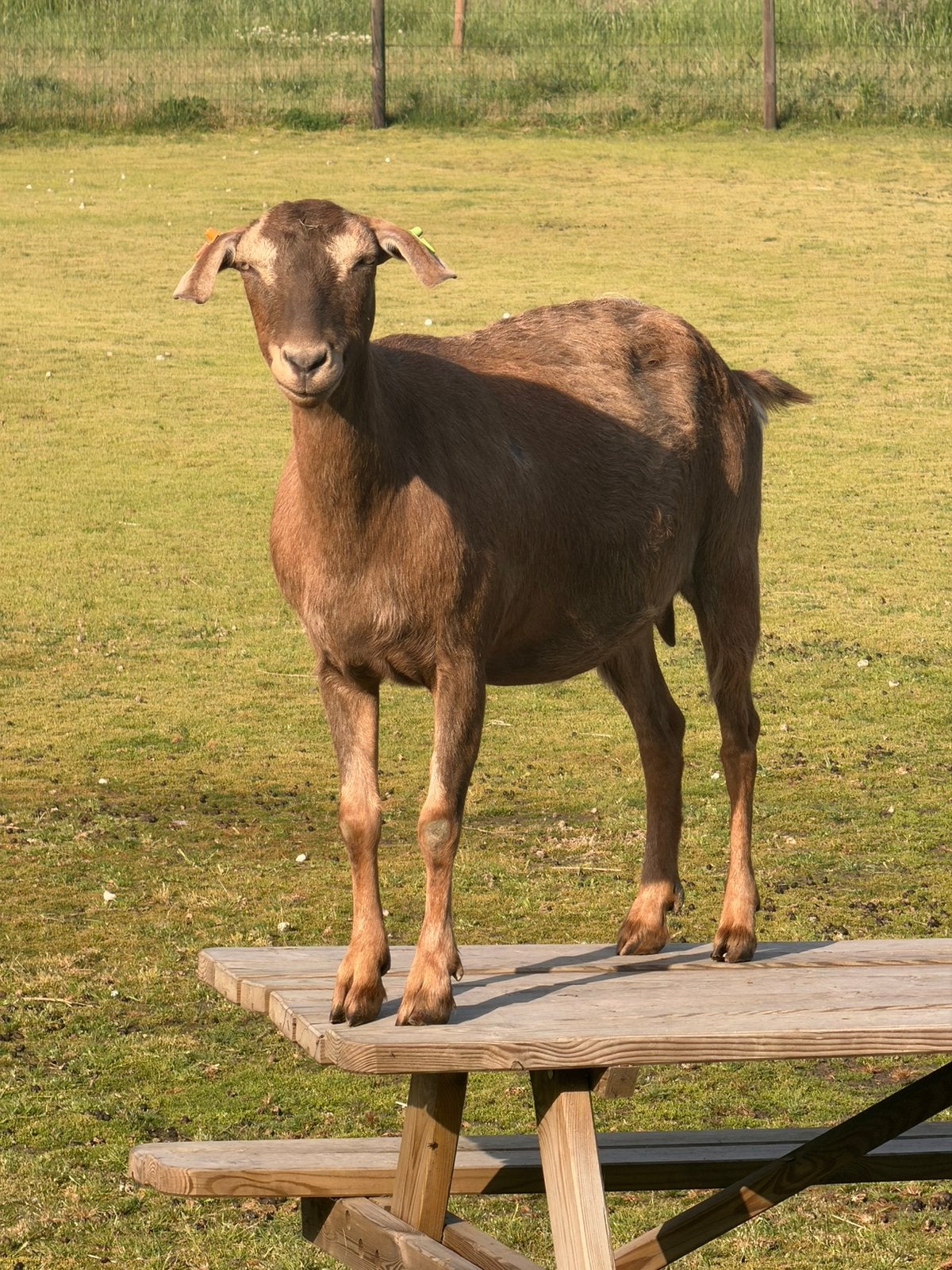 Geit: kruising Togenburger x Nubisch, Femelle, Chèvre, 3 à 5 ans