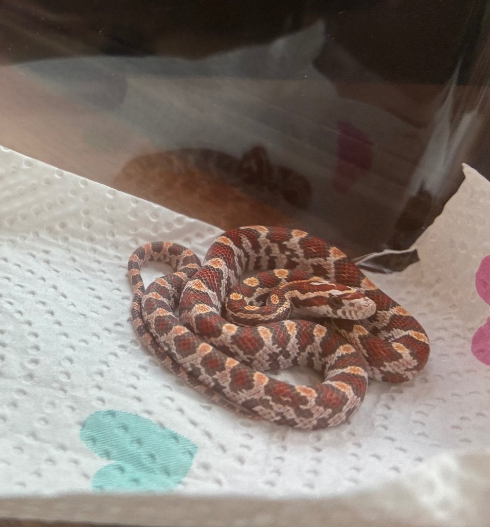 Baby korenslang, Dieren en Toebehoren, Reptielen en Amfibieën, Slang, 0 tot 2 jaar