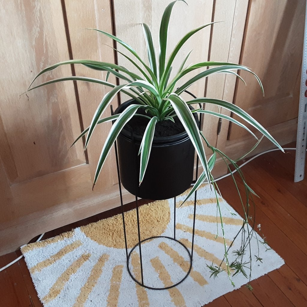 Grote mooie Zebraplant met uitlopers en bloemetjes, Huis en Inrichting, Kamerplanten, Ophalen of Verzenden, In pot