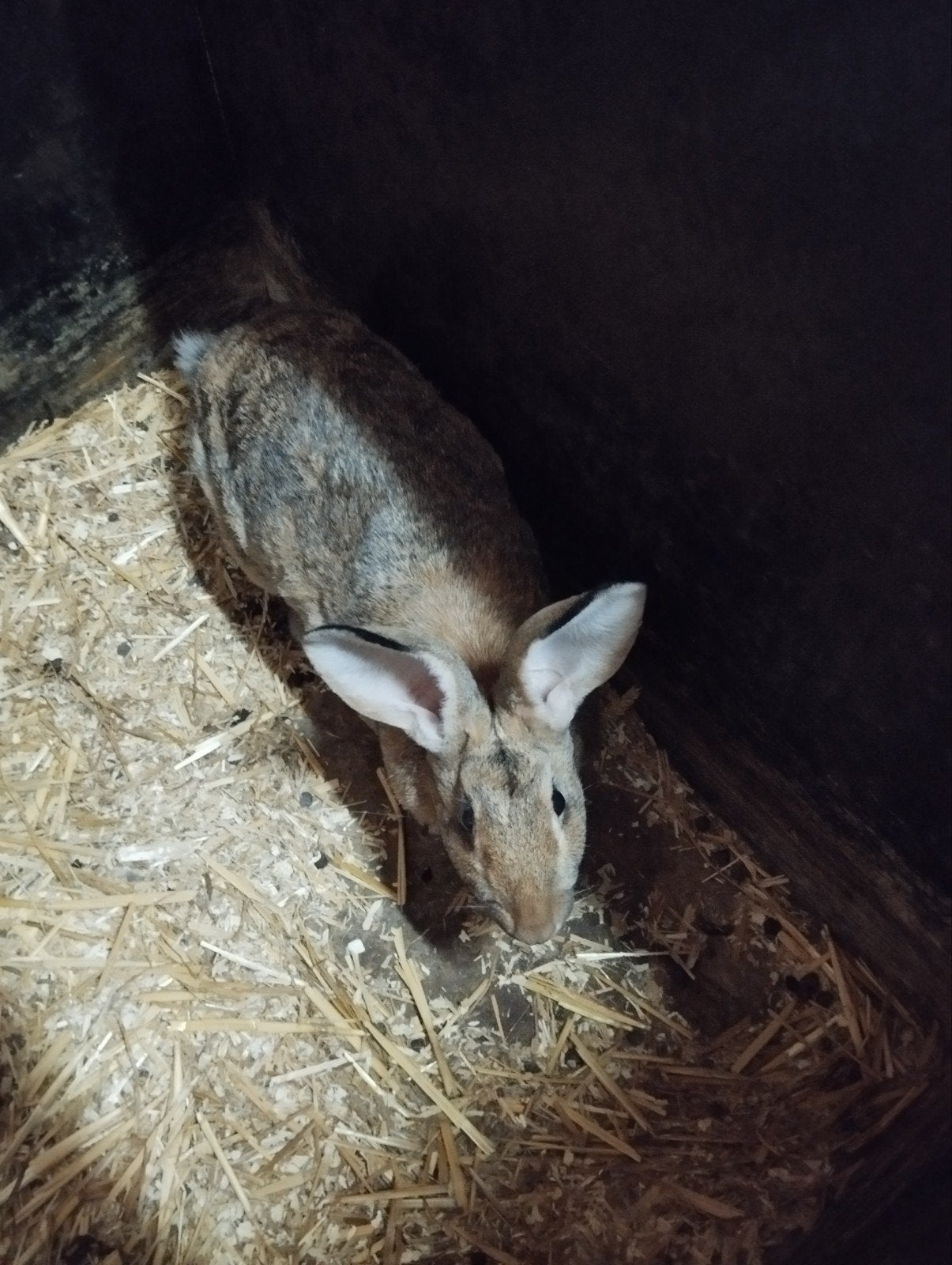 2 kweekvoedsters te koop, Dieren en Toebehoren