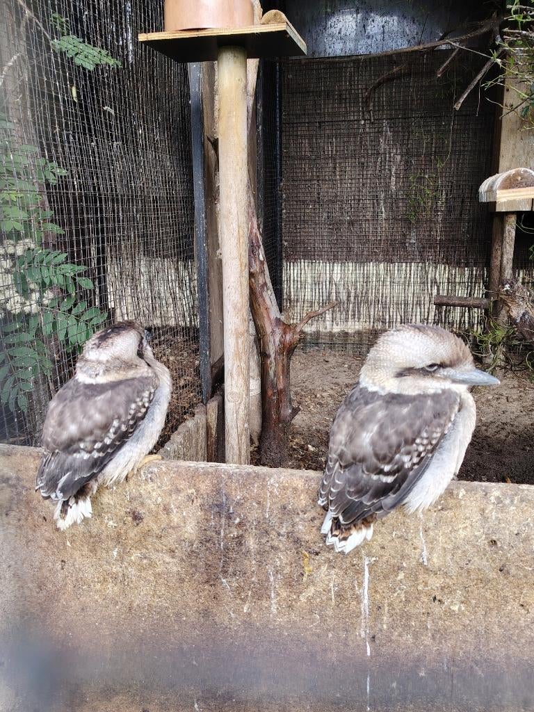 Kookaburra jongen, Natuurbroed 2026, uit de nest..., Plusieurs animaux, Oiseau tropical, Domestique