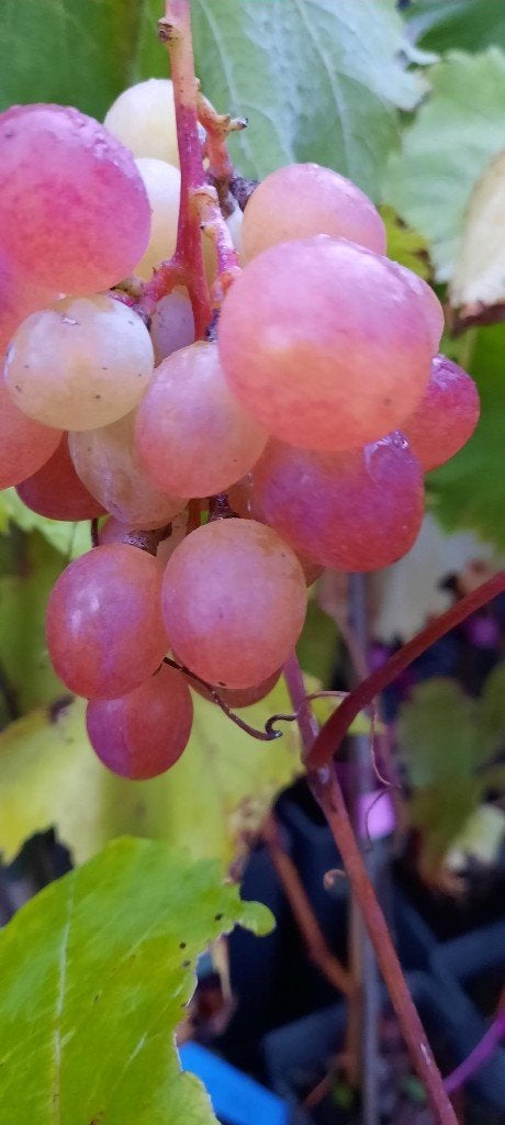 Vitis/druiven, Tuin en Terras, Planten | Tuinplanten, Ophalen