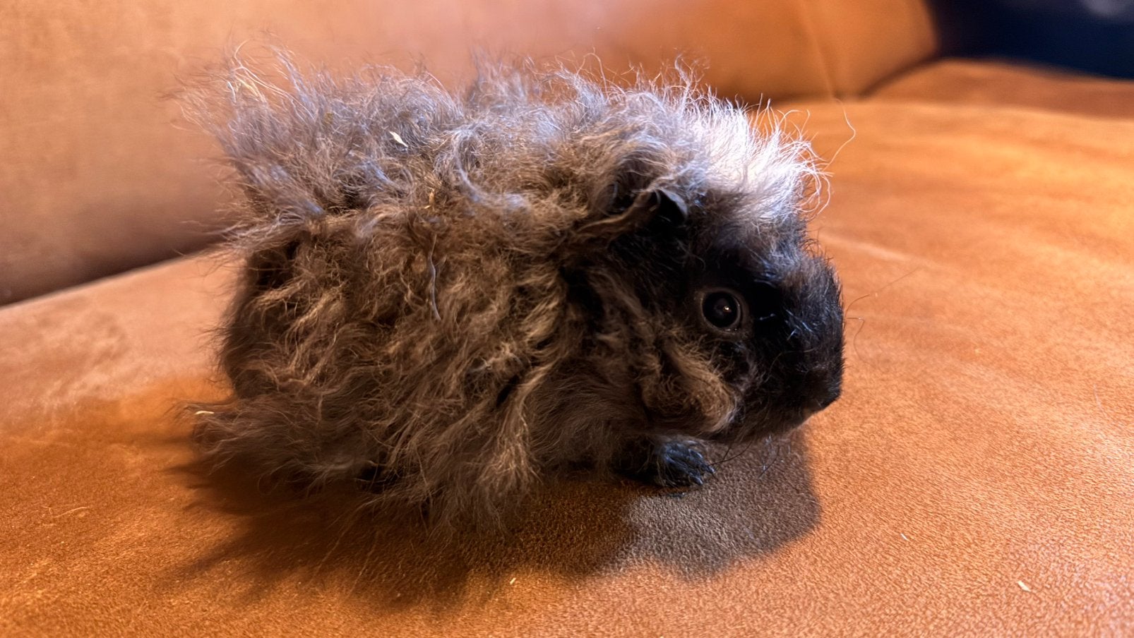 Cavia, Cobaye Lunkarya femelle bébé mappie, Animaux & Accessoires, Août, Domestique, Cobaye, Femelle