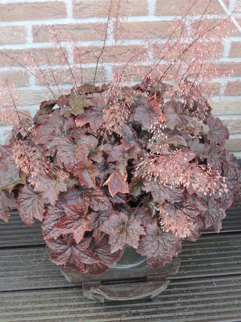 balkonplant, Tuin en Terras, Planten | Tuinplanten, Ophalen, Vaste plant, Overige soorten, Halfschaduw