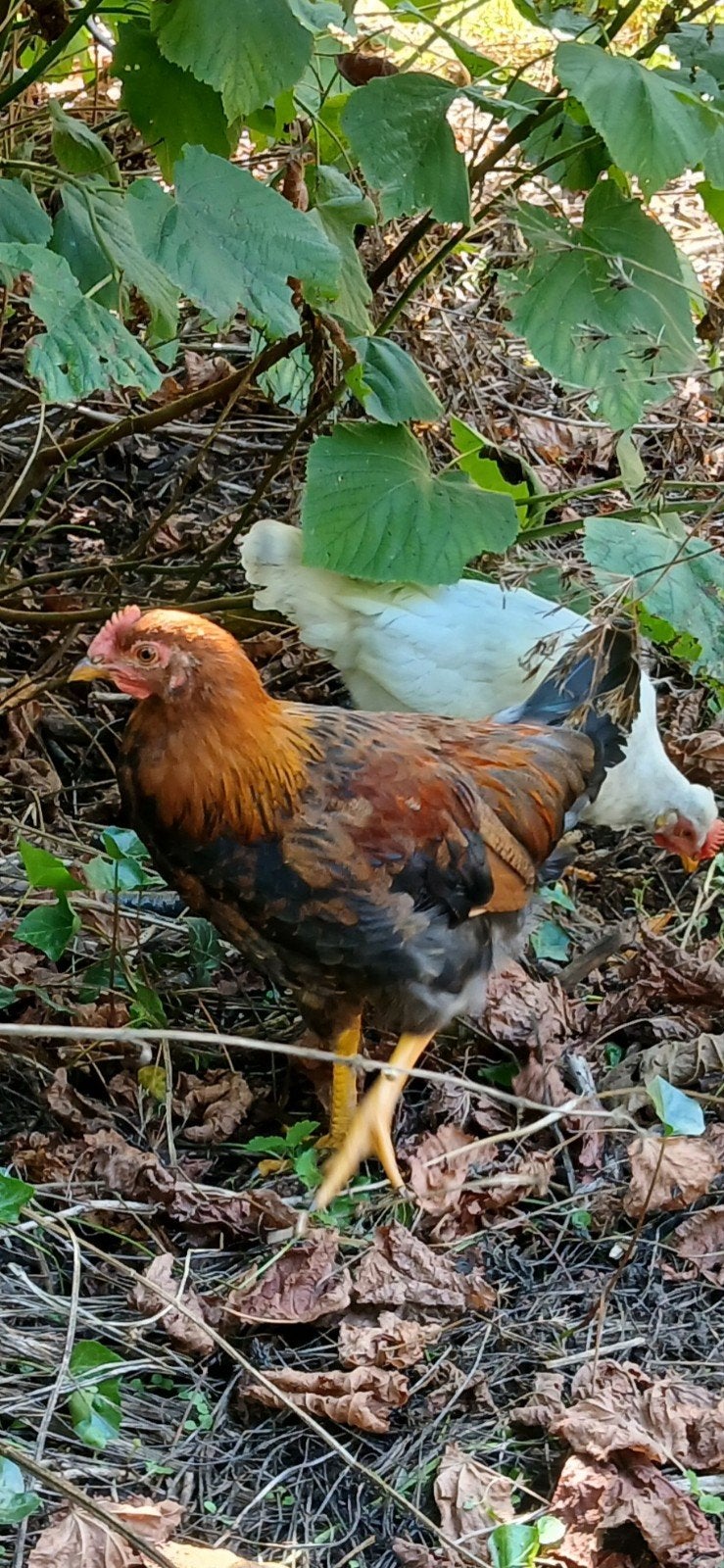 pluimvee, Dieren en Toebehoren