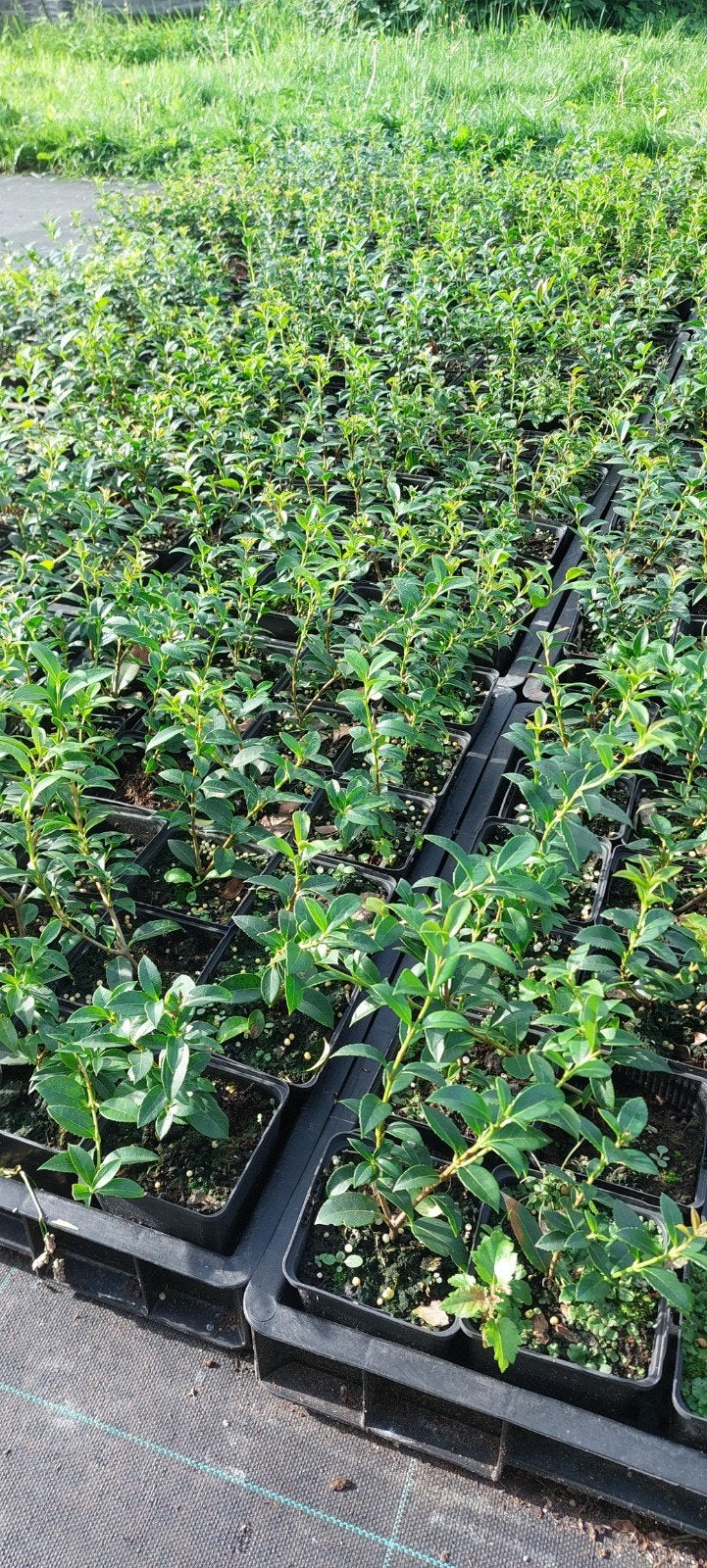 Osmanthus burkwoodii p9, Ophalen