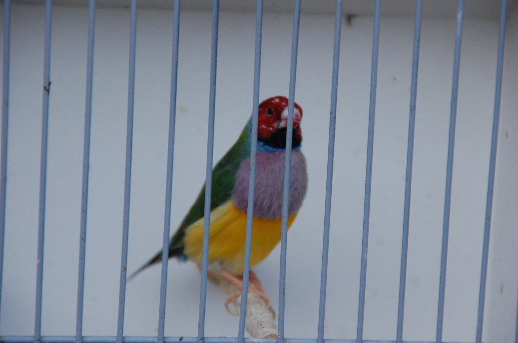 roodkop lilaborst groen, Dieren en Toebehoren