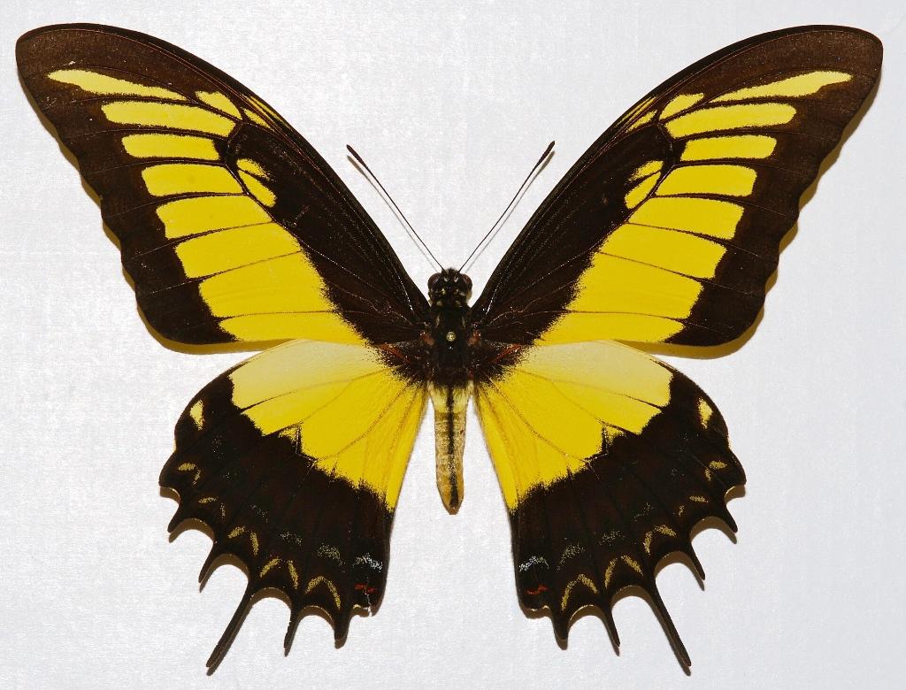 Papillon mâle séché Papilio androgeus (Pérou), Enlèvement ou Envoi, Neuf, Animal sauvage, Animal empaillé