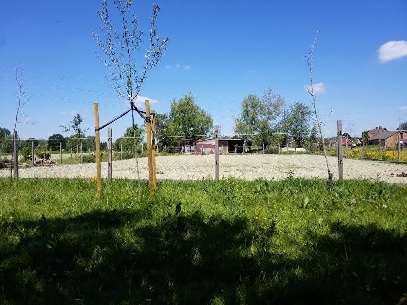 stal, weide, paddock en piste, Weidegang, 1 paard of pony