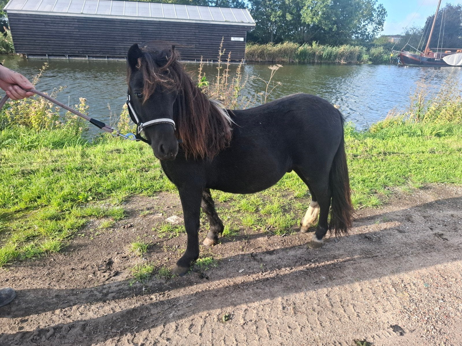 lieve jaarling shetlander hengstje, Dieren en Toebehoren, Hengst, A pony (tot 1.17m), Recreatiepony, 0 tot 2 jaar