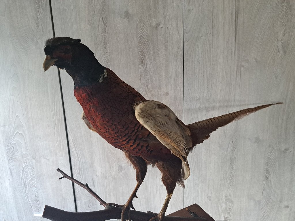 Taxidermie, Enlèvement, Comme neuf, Oiseaux, Animal empaillé