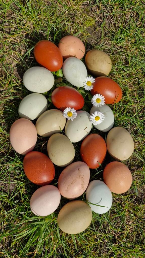 Broedeieren kleurleggers/olijfleggers, Dieren en Toebehoren, Pluimvee