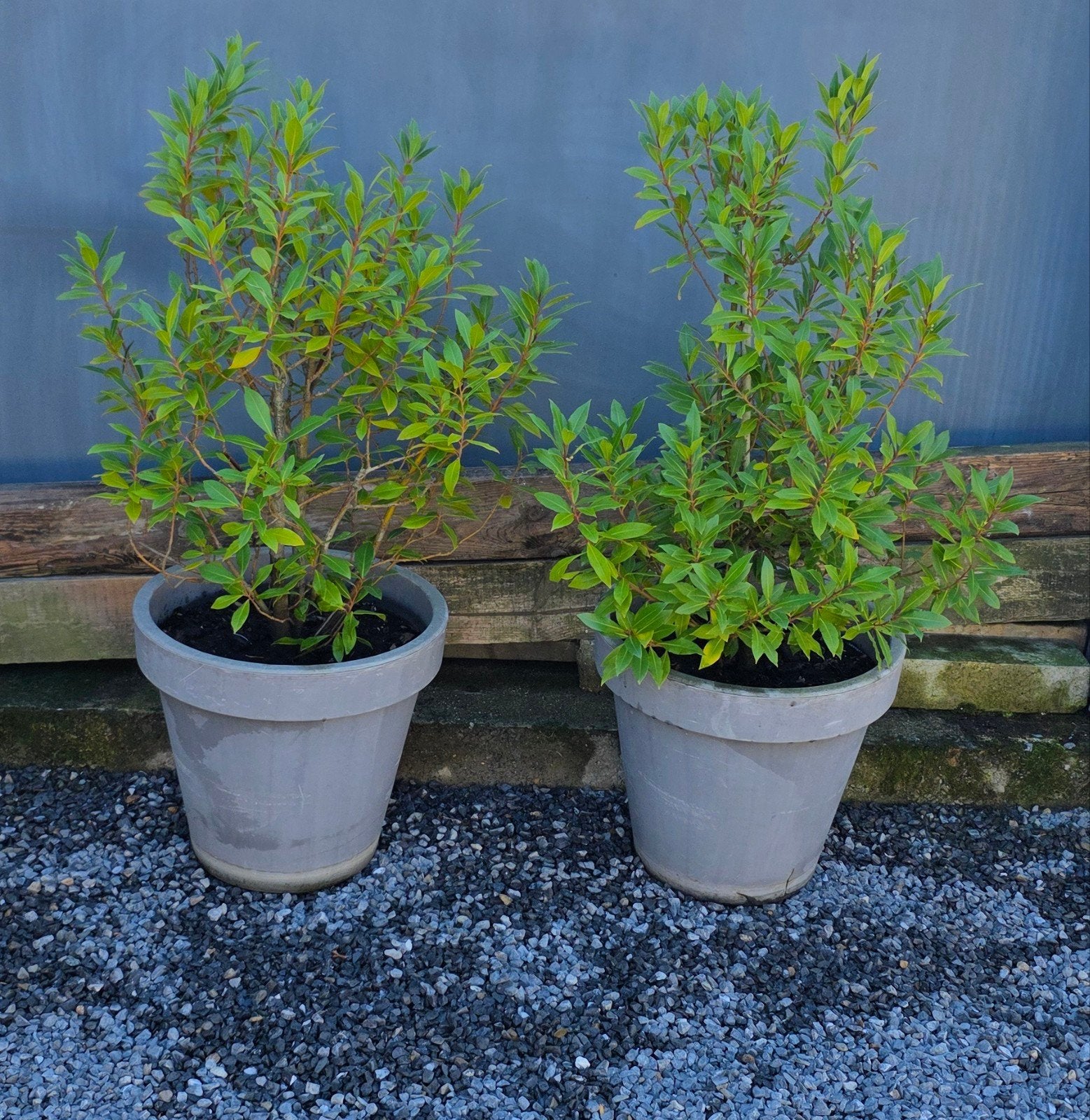Portugese laurier, Tuin en Terras, Ophalen, Laurier, Struik, Minder dan 100 cm