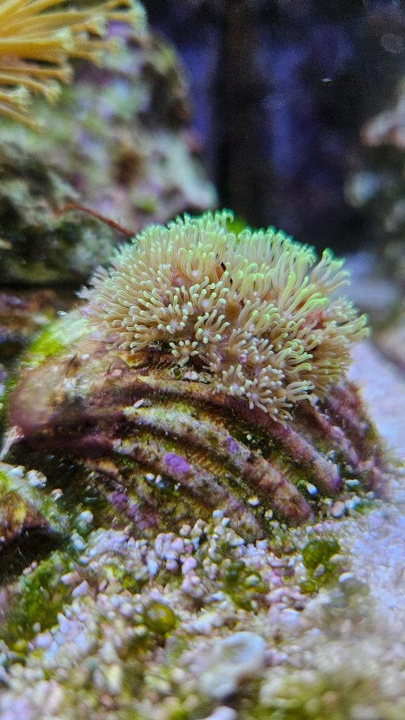 Koraal stekken groene sterpolyp. ( Verschillende maten), Dieren en Toebehoren, Vissen | Aquariumvissen, Overige typen, Zoutwatervis