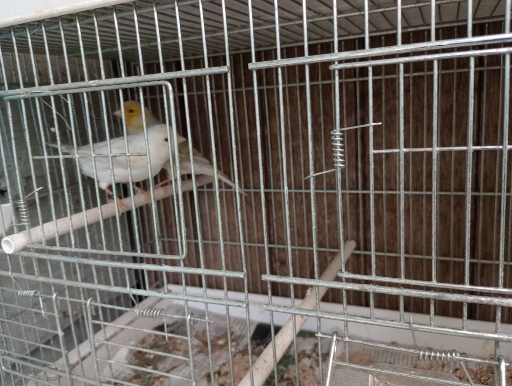 kanaries Agaat opaal geel mozaiek, Kleurkanarie