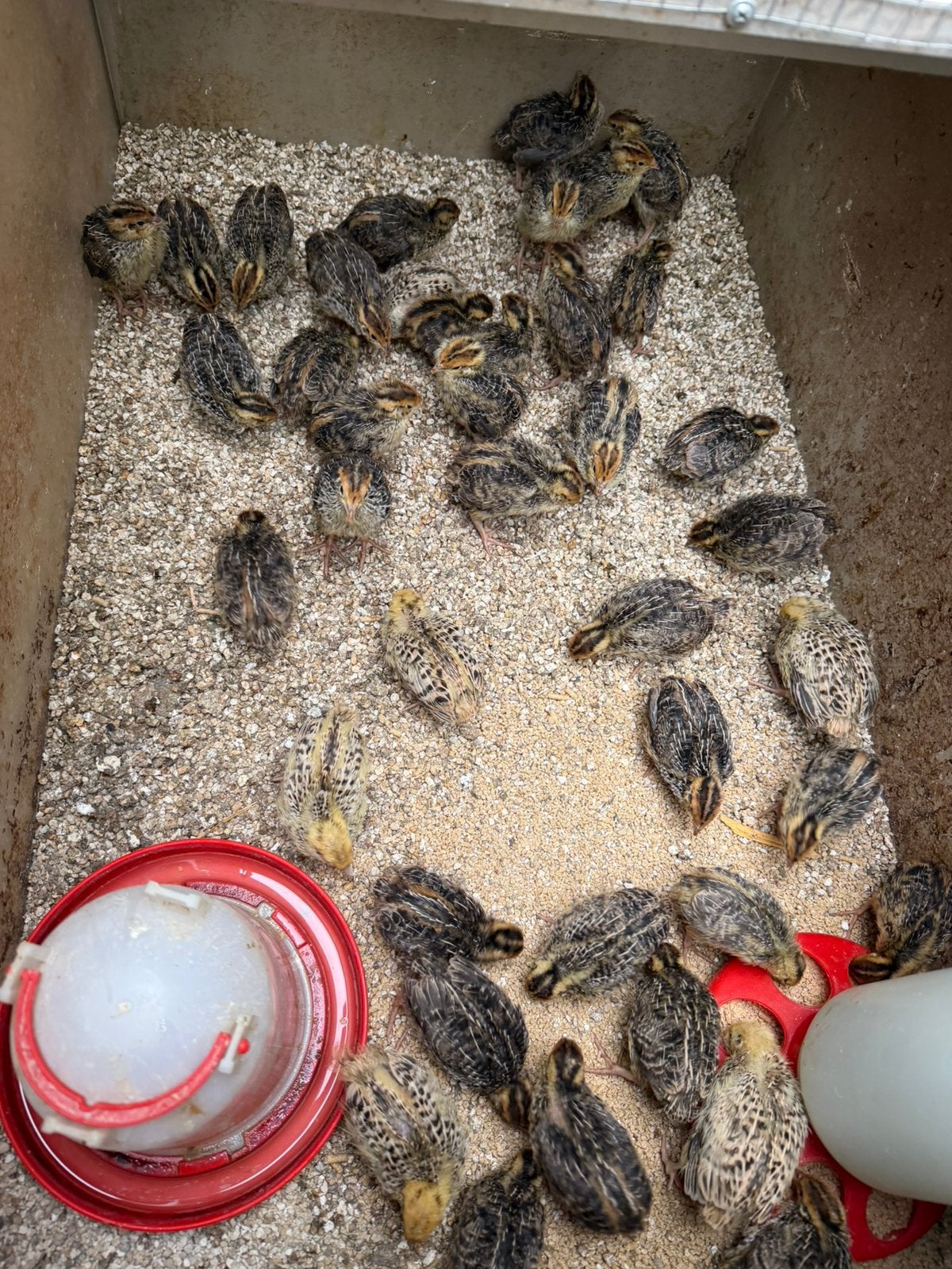 Japanse kwartel kuikens, Dieren en Toebehoren