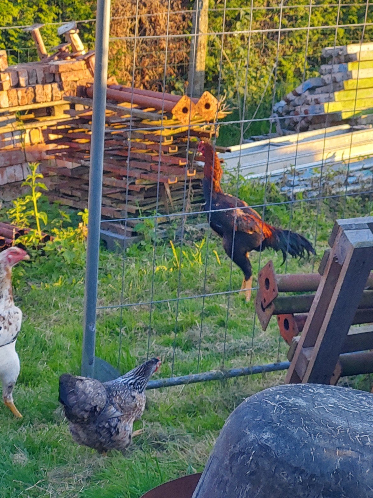 Shamo haan te koop, Dieren en Toebehoren, Pluimvee