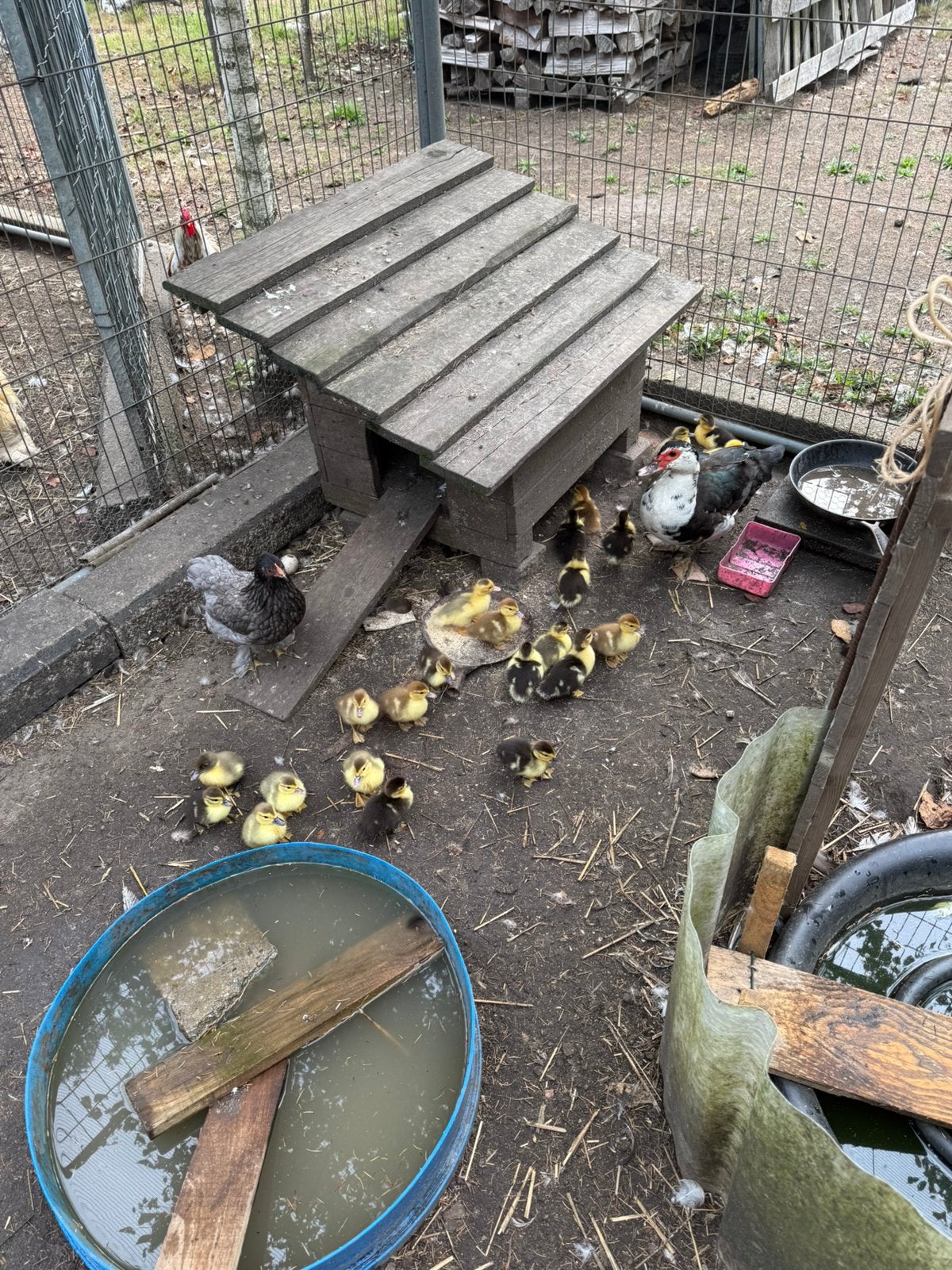 Barberie / muskus eendjes, Dieren en Toebehoren, Geslacht onbekend, Overige soorten