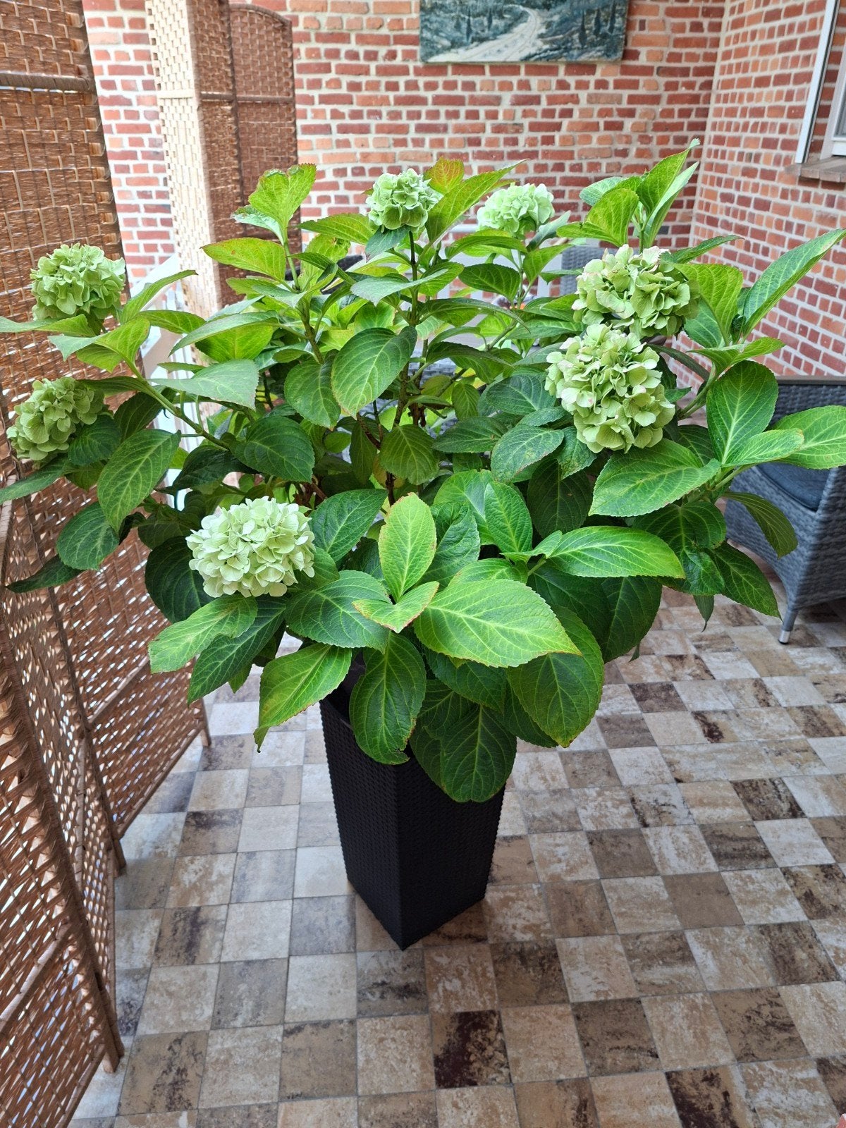 2 witte hortensia's, Ophalen, Zomer, Vaste plant, Volledige schaduw