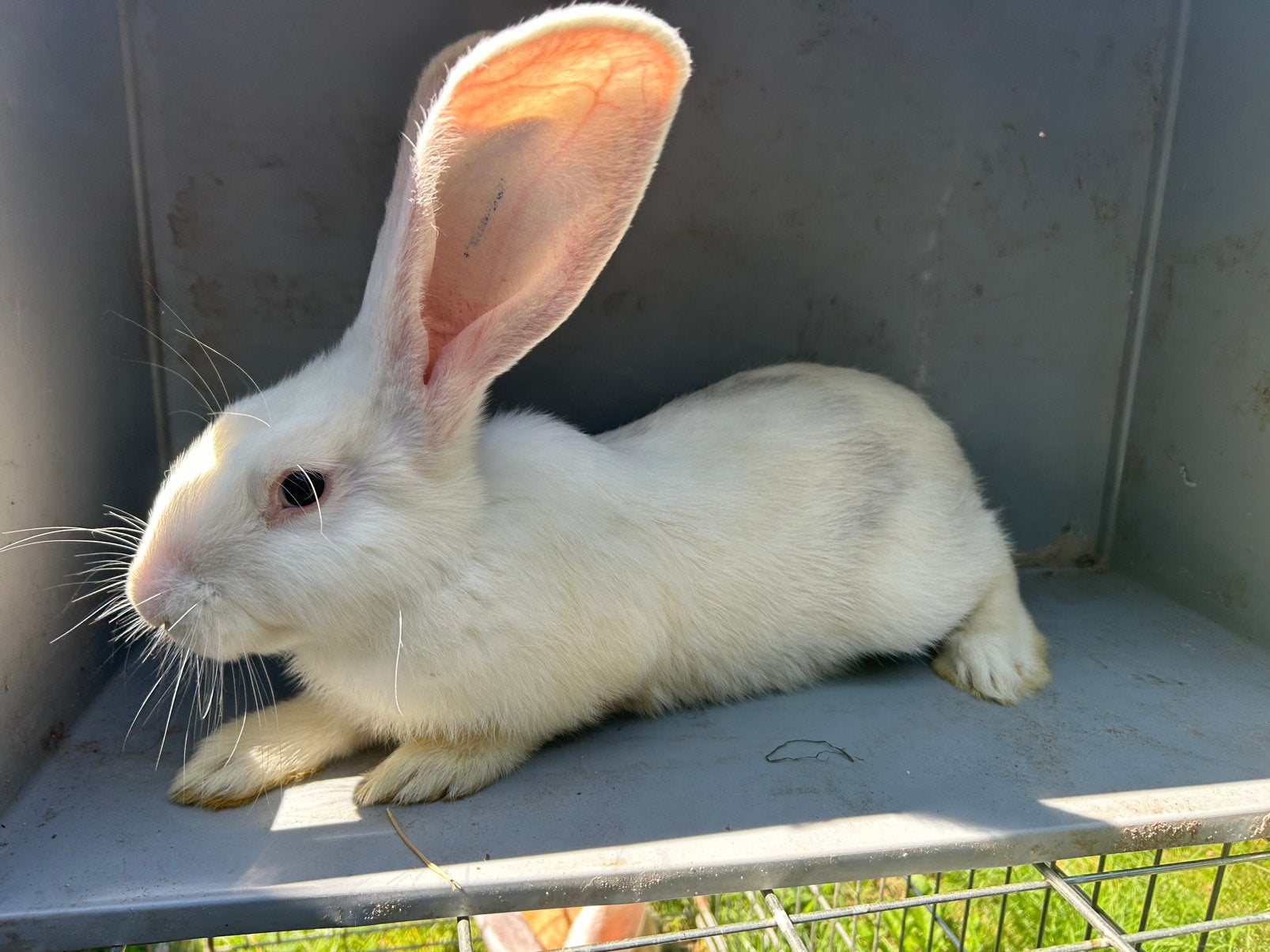 Bélier. Géant allemand, Mâle, Grand, 0 à 2 ans