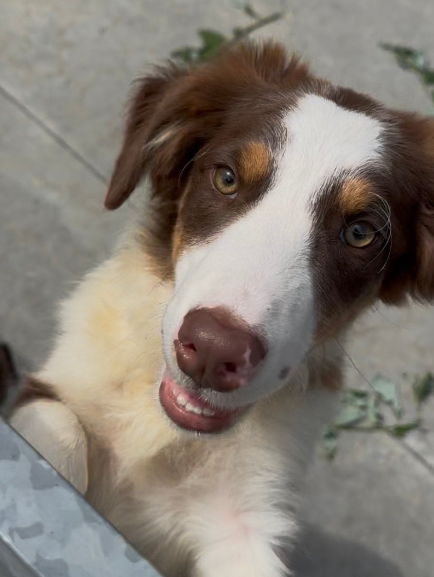 Border collie puberpuppy, 15 semaines à 1 an, Maladie de Carré (chiens), Chien (mâle), Belgique