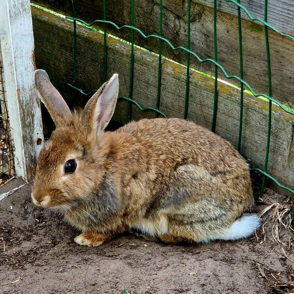 Konijntje, Dieren en Toebehoren, Vrouwelijk, Middelgroot, 0 tot 2 jaar