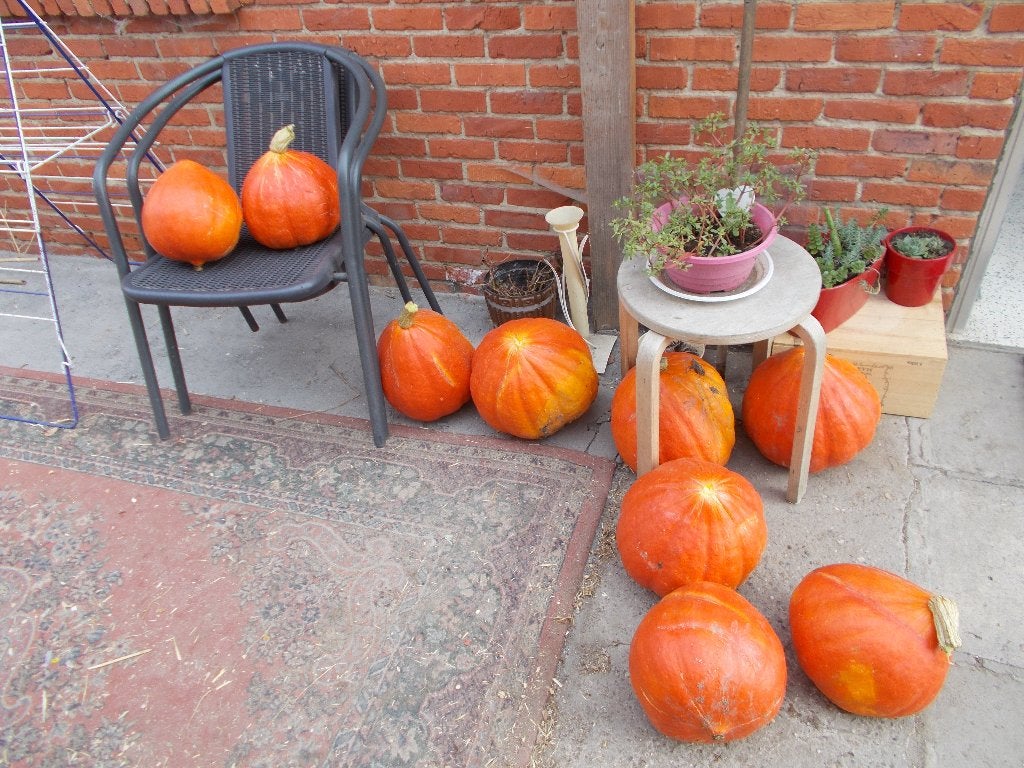 citrouilles pesant de 1 kg à 5 kg, Enlèvement