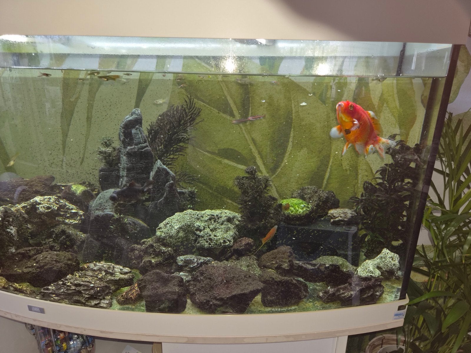 mooie aquarium met meubel, Dieren en Toebehoren, Ophalen