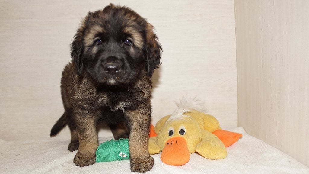 LEONBERGERS, Dieren en Toebehoren, België, 8 tot 15 weken, Meerdere, Fokker | Professioneel