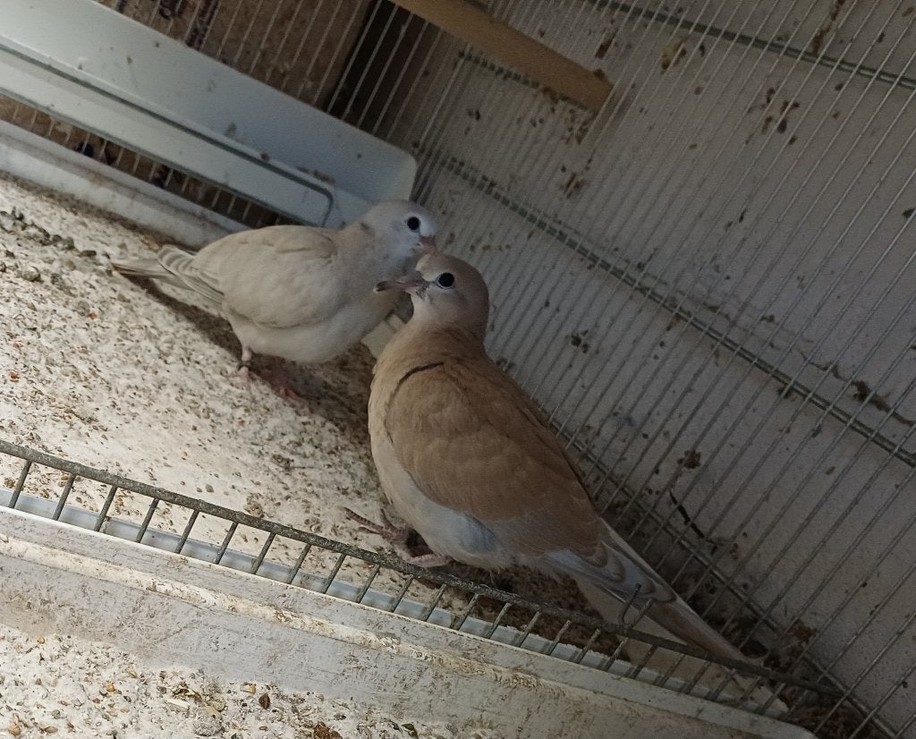Lachduiven 2026, Plusieurs animaux, Tourterelle