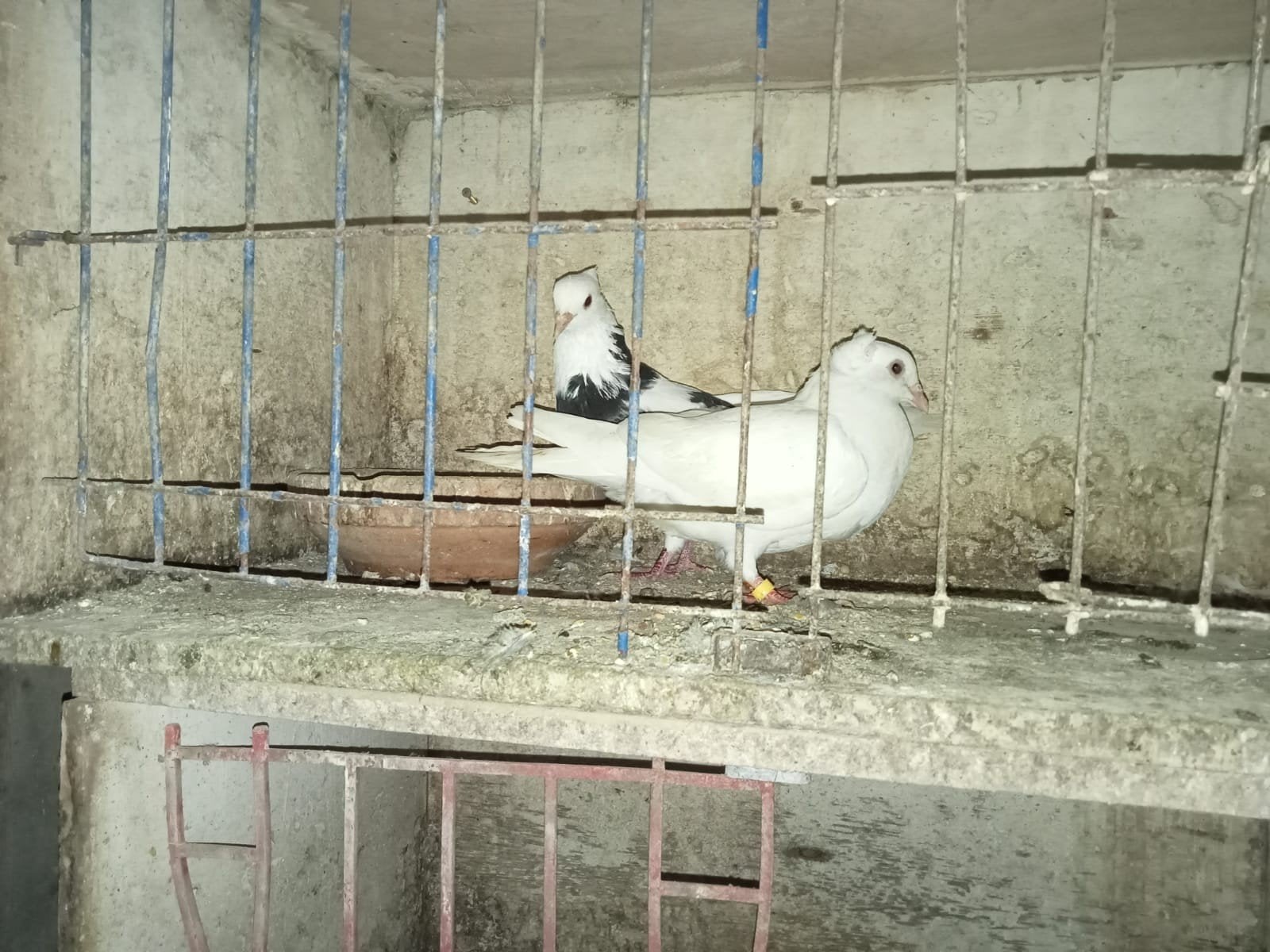 sierduiven, Dieren en Toebehoren, Meerdere dieren, Tuimelaar of Roller