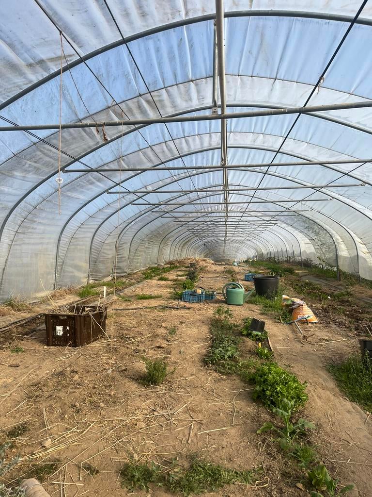 Professionele serre van 100 meter lang, Tuin en Terras, Ophalen, Gebruikt, Staal, Kweekkas