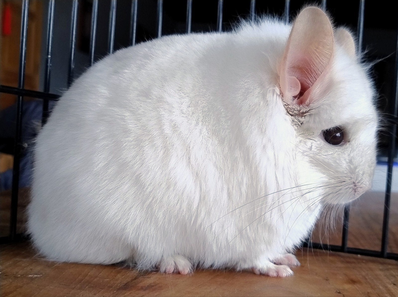 Pink white angora bokje, Dieren en Toebehoren, Knaagdieren, Augustus, Mannelijk, Chinchilla