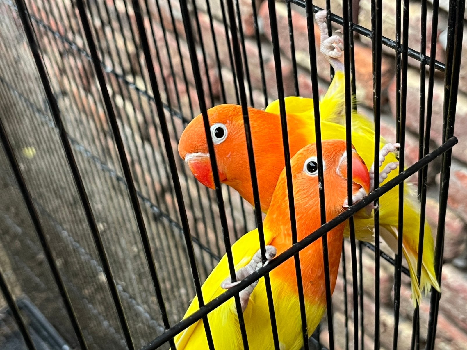 Dwergpapegaaitjes, Dieren en Toebehoren, Vogels | Parkieten en Papegaaien