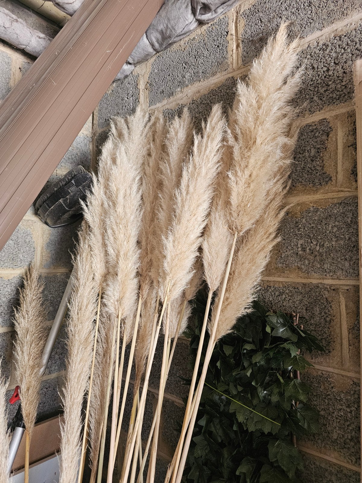 Pampas, Maison & Meubles, Accessoires pour la Maison | Fleurs séchées, Enlèvement