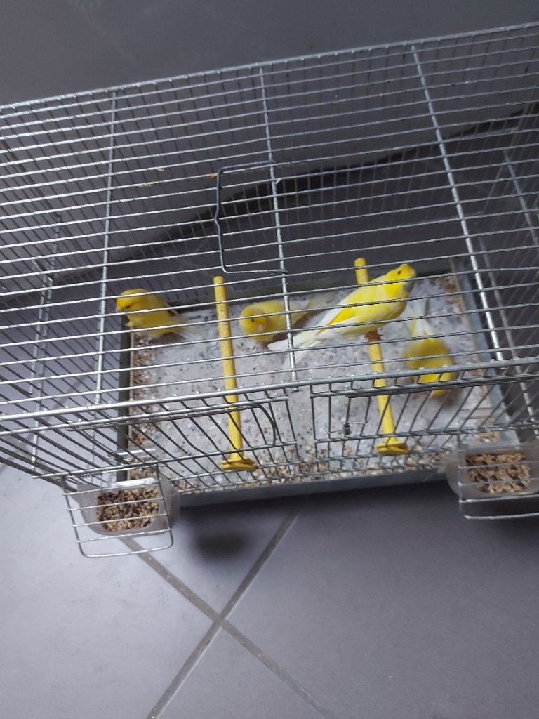 4 gele kanaries, Dieren en Toebehoren, Geslacht onbekend, Kleurkanarie